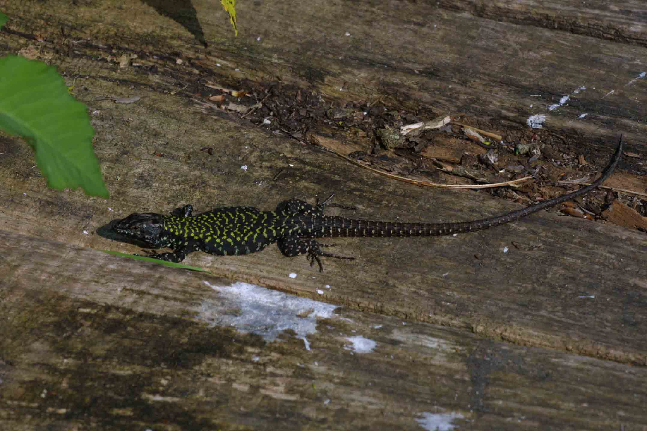 Podarcis muralis nigriventris